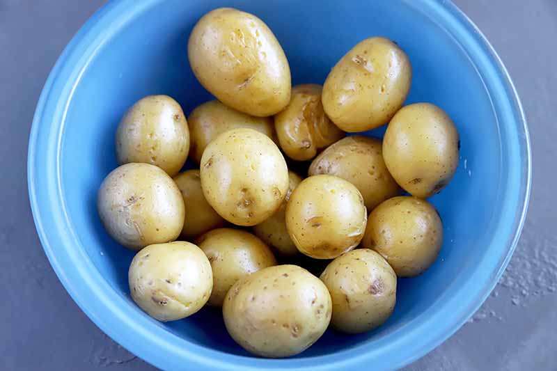 Horizontal image of small, whole yellow potatoes in a blue bowl.