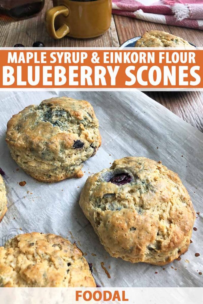 Vertical image of baked blueberry scones on a baking sheet lined with parchment paper, with text on the top and bottom of the image.