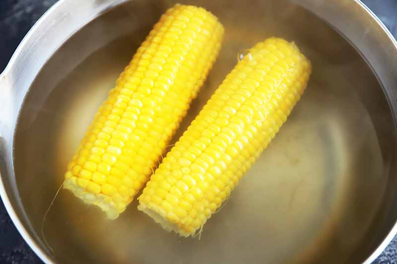Horizontal image of two prepped ears of corn boiling in water.