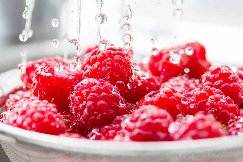 Horizontal image of rinsing raspberries in colander.