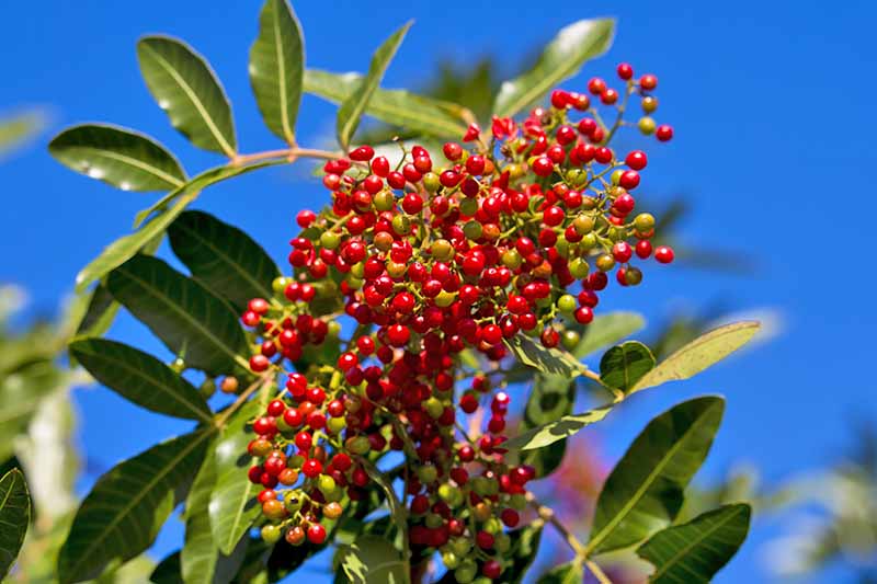 Horizontal image of a plant with small red round fruits.