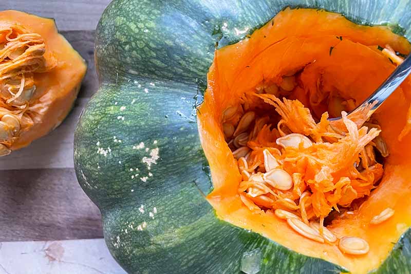 Horizontal image of scooping the filling out of winter squash with a metal spoon.