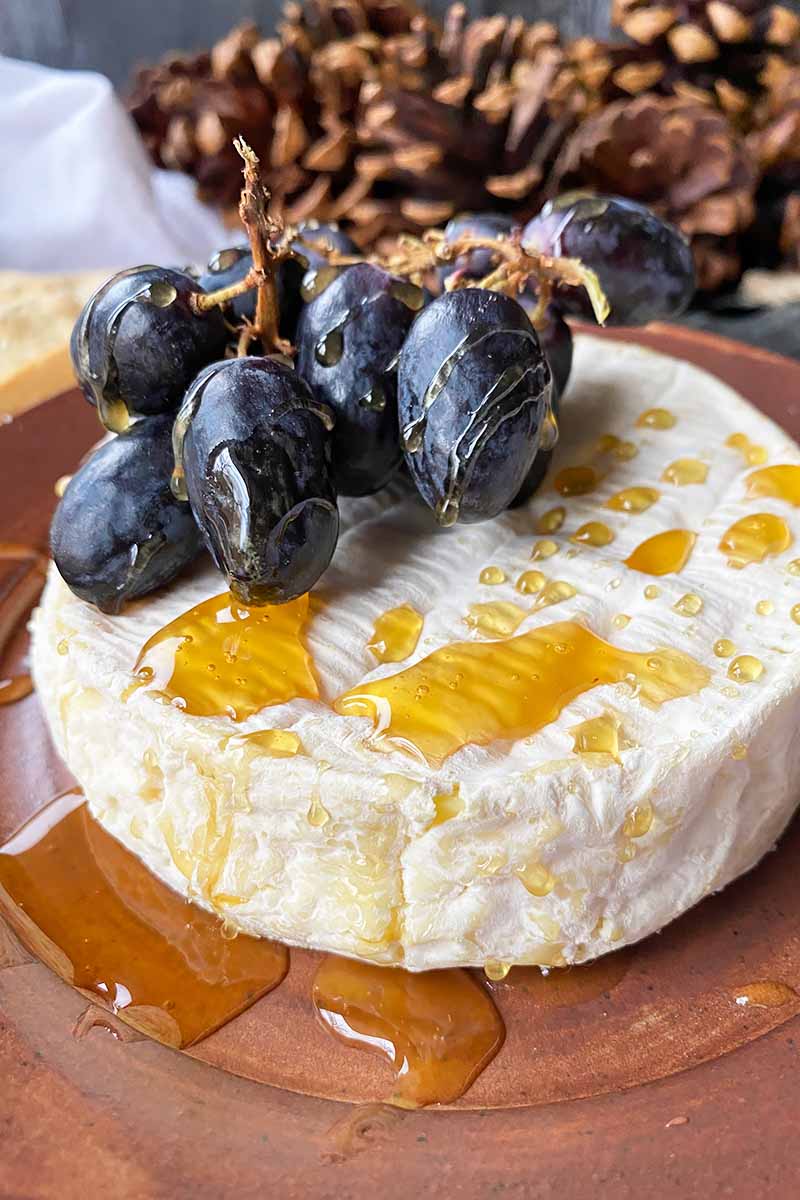 Vertical image of a slightly melted small bloomy-rind wheel topped with grapes and honey on a brown plate.