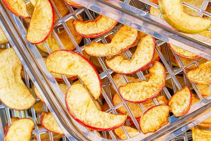 Horizontal top-down image of spiced apple slices on plastic trays.