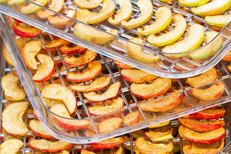 Horizontal image of slices of apples on plastic trays.