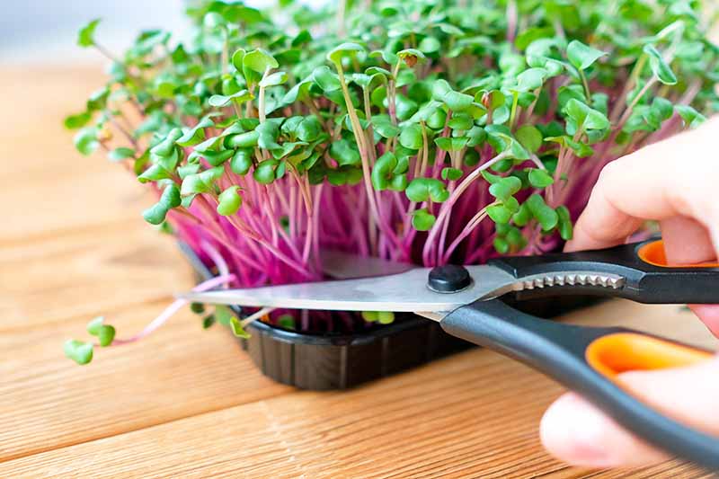 Horizontal image of cutting herbs with scissors.