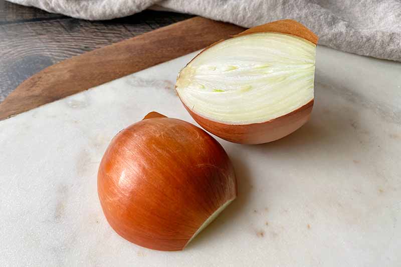 Horizontal image of a halved unpeeled onion.