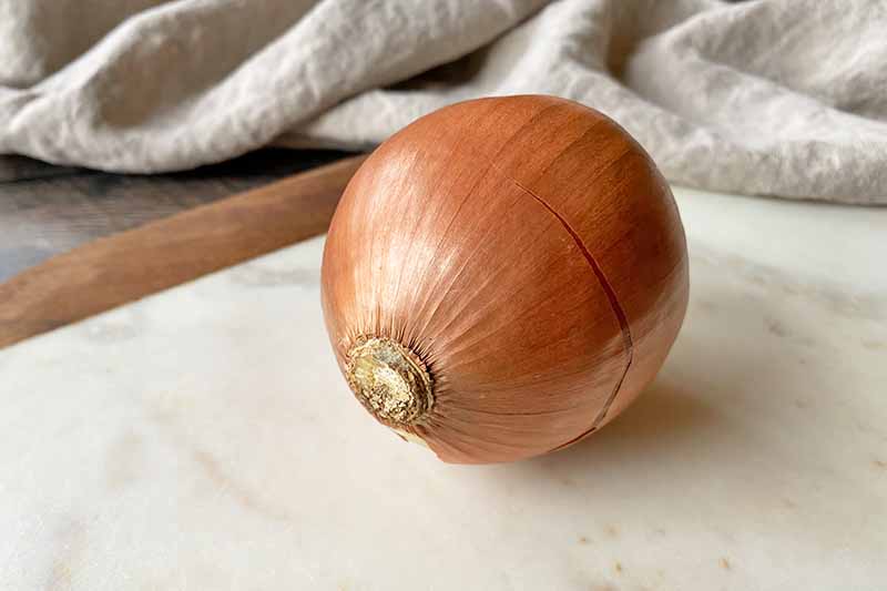 Horizontal image of a whole unpeeled onion with the root end.