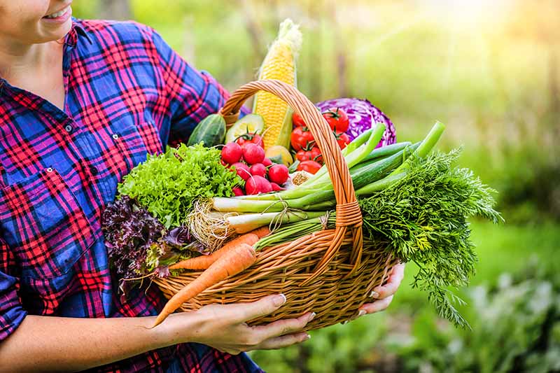 Horizontal image of a person holding a basket full of fresh vegetables.