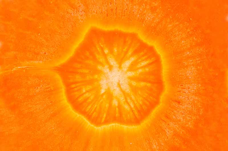 Horizontal image of a closeup image of a carrot slice.