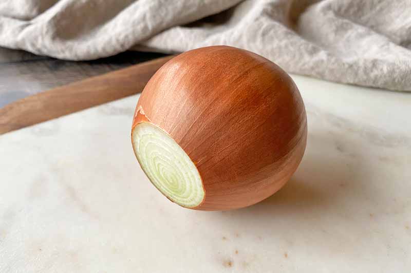 Horizontal image of a whole onion with one end sliced off.