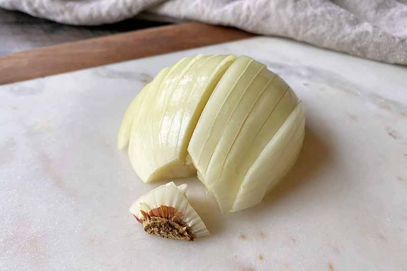 Horizontal image of a sliced onion with the root end removed.
