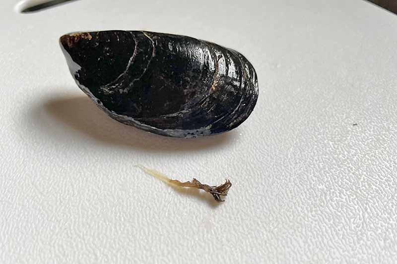 Horizontal image of the removed beard from a single mussel.