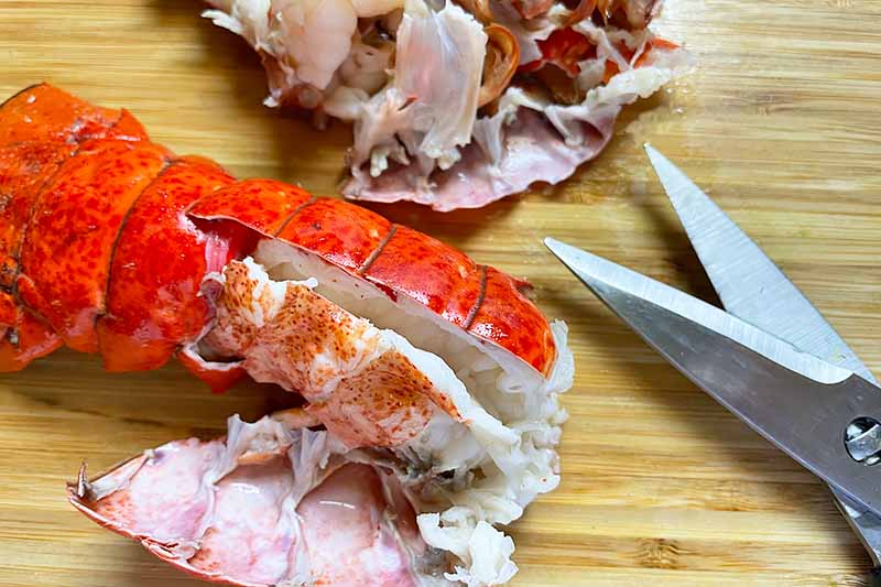 Horizontal image of removing the cooked meat from seafood shells using scissors.