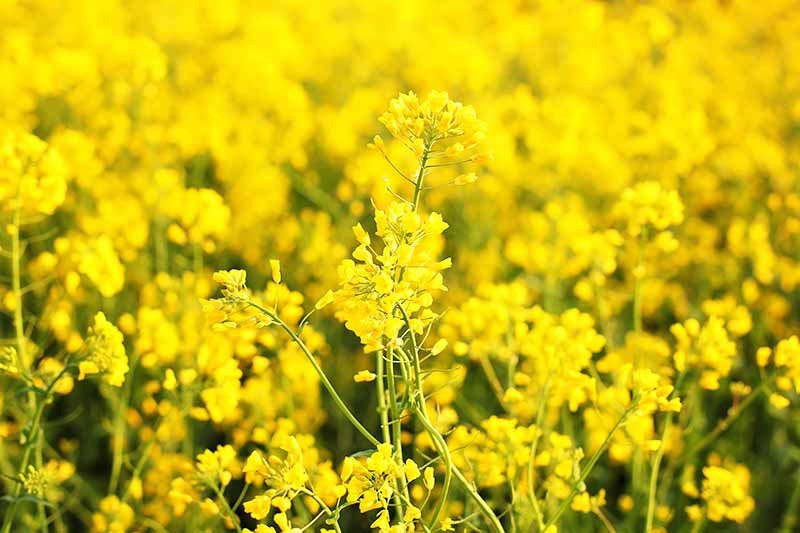 Horizontal image of a landscape of yellow flowers.