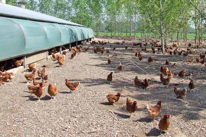 Horizontal image of free-range chicken on a farm.