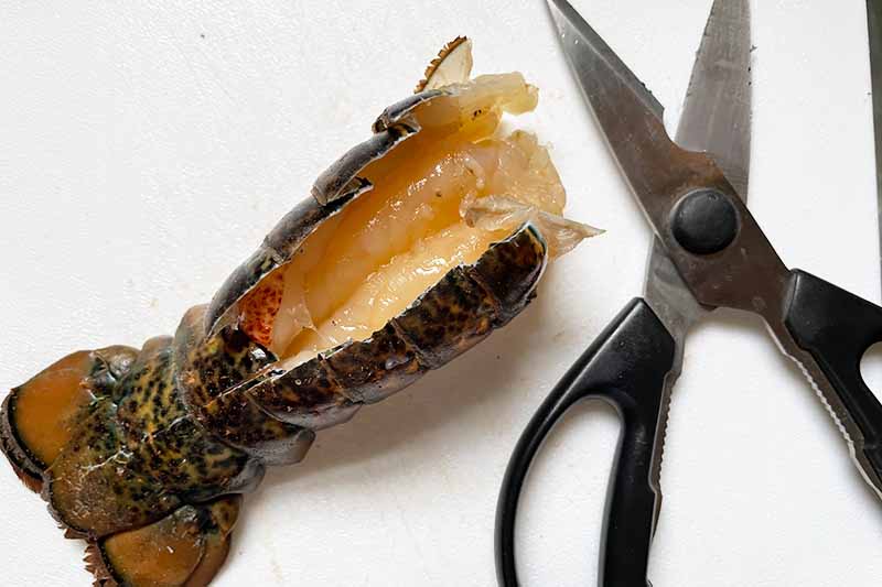 Horizontal image of a sliced lobster tail next to scissors.