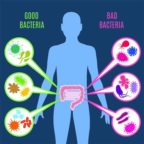 Horizontal image of a human figure's digestion system with various gut bacteria.