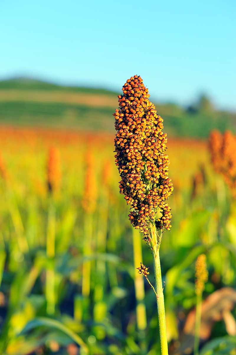 Vertical image of a single sorghum seed head in a field.