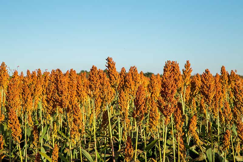 Horizontal image of a field of stalks.