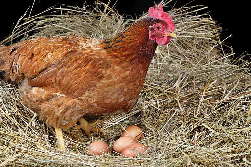Horizontal image of a chicken laying eggs on hay.