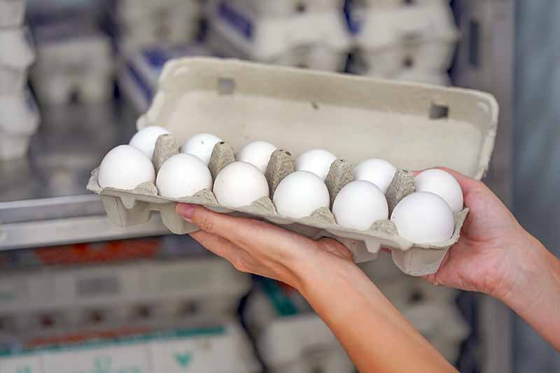 Horizontal image of hands holding a carton of eggs at the store.