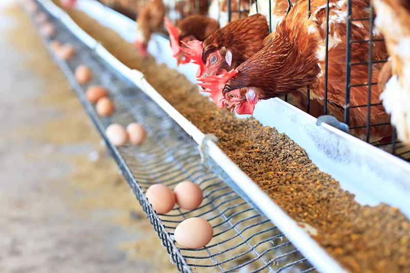 Horizontal image of chickens fenced together on a farm with their feed.