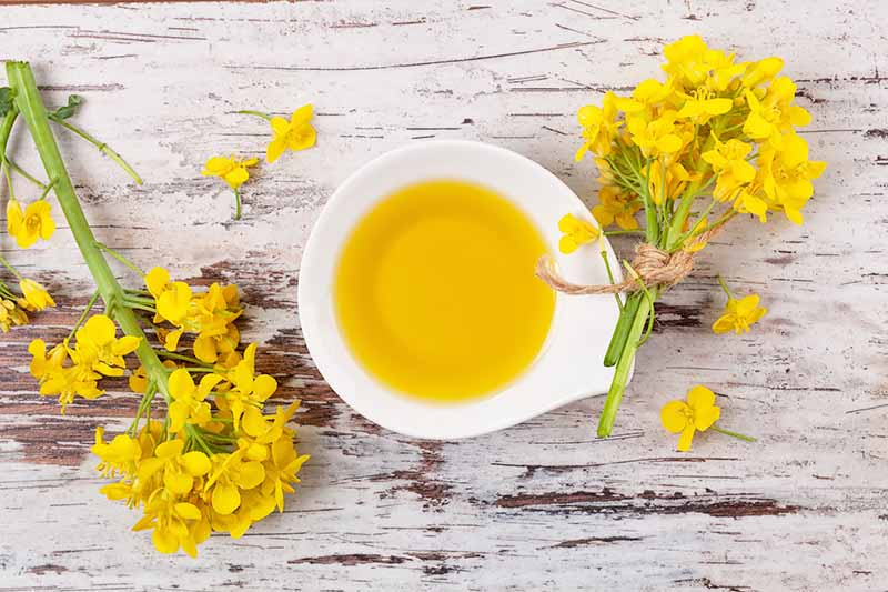 Horizontal image of a glass white bowl filled with oil next to yellow flowers on a white wooden surface.