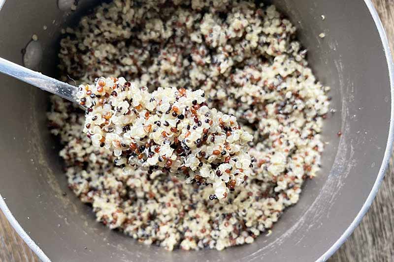 Horizontal image of cooked quinoa.