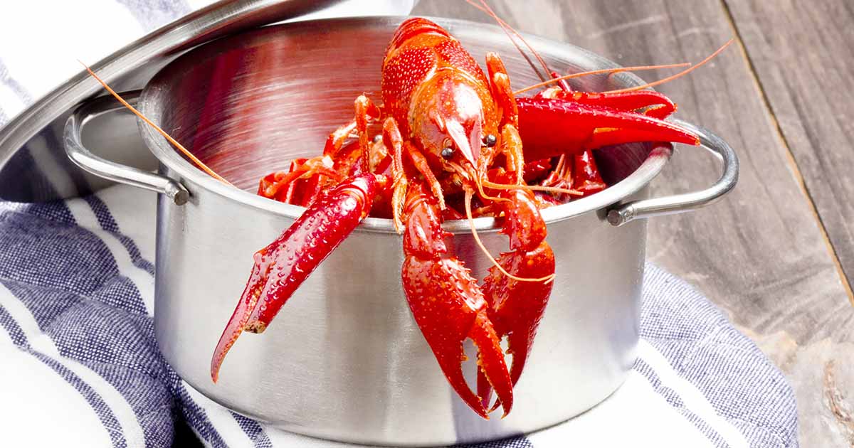 https://foodal.com/wp-content/uploads/2022/09/7-of-the-Best-Pots-for-Cooking-Lobster-Crab-and-Clams-Review.jpg