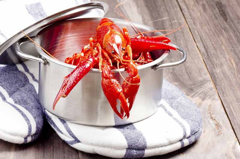 Horizontal image of a bright red lobster in a large pot on a towel on a wooden table.