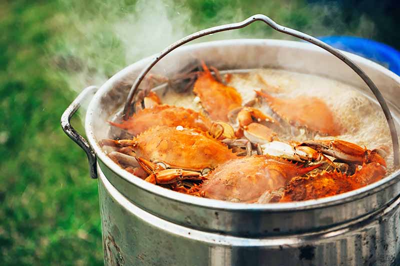 7 of the Best Pots for Cooking Lobster, Crab, and Clams