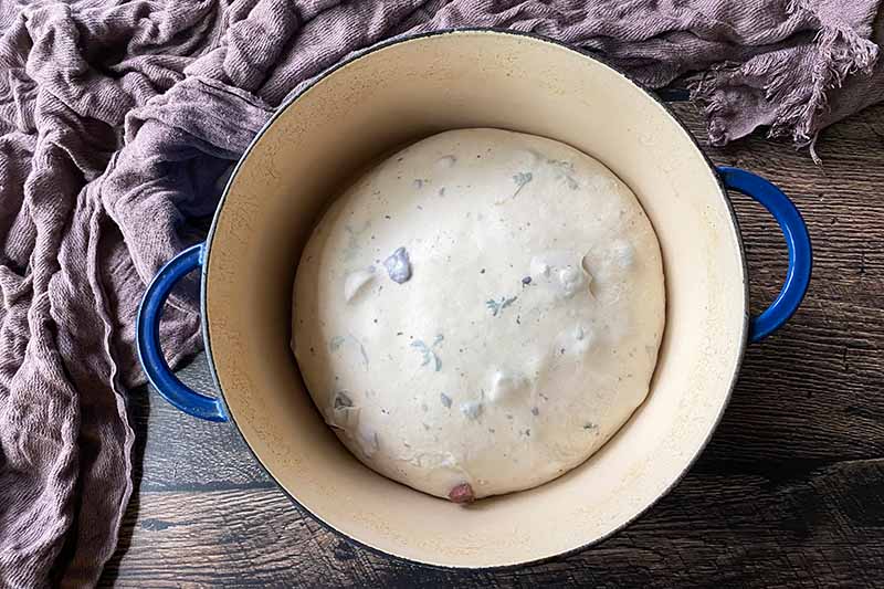 Horizontal image of a risen round of flavored dough in a Dutch oven.