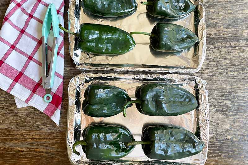 Horizontal image of rows of poblano peppers on lined baking sheets.