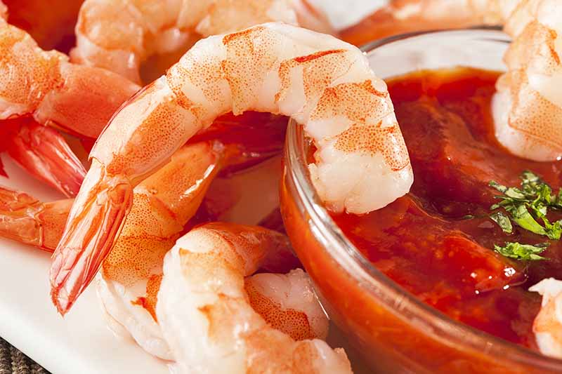 Horizontal image of dipping boiled shrimp in cocktail sauce.