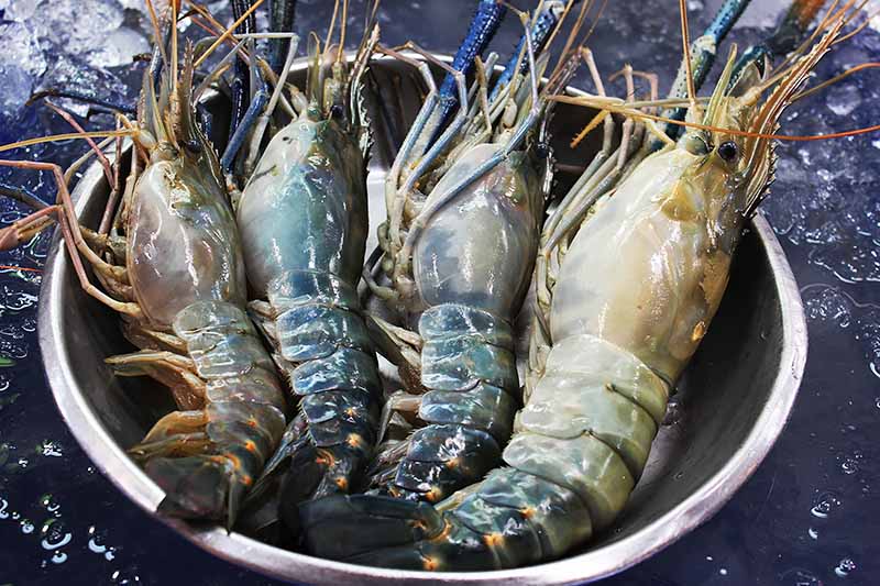 Horizontal image of a bowl of giant freshwater crustaceans.