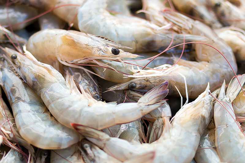 Horizontal image of a pile of raw Pacific white shrimp.