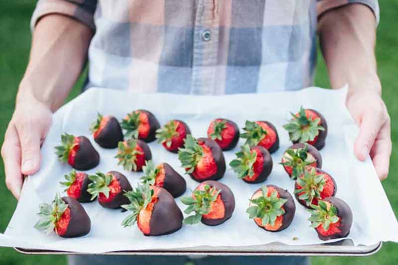 Horizontal image of a man holding a tray of chocolate-covered strawberries.