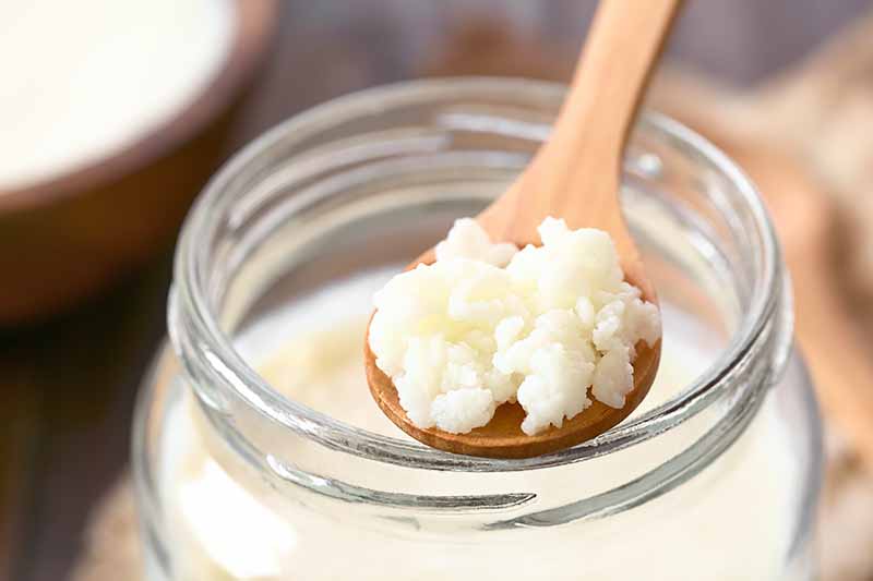 Horizontal image of straining white grains on a wooden spoon over a jar filled with a thick white liquid.