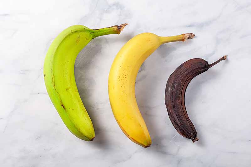 Horizontal image of bananas in different stages of ripening on a marble slab.