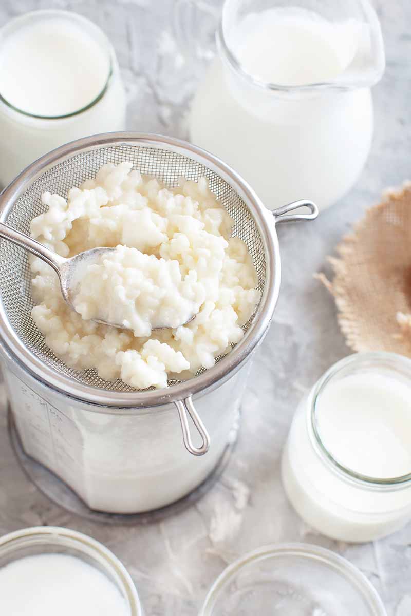 Vertical image of kefir grains in a strainer surrounded by white beverages in glass cups on a white surface..