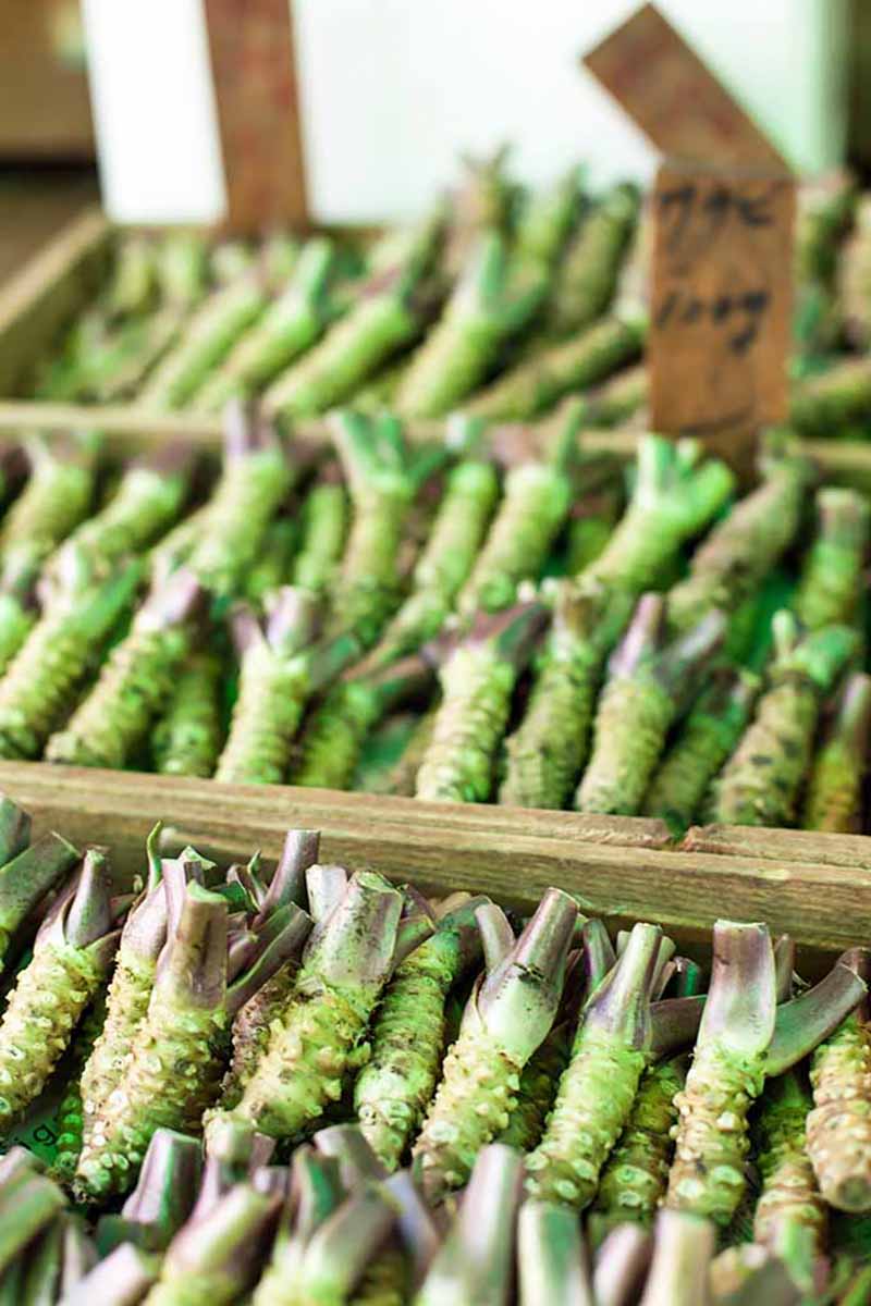 Vertical image of rows of fresh wasabi at a grocery stand.