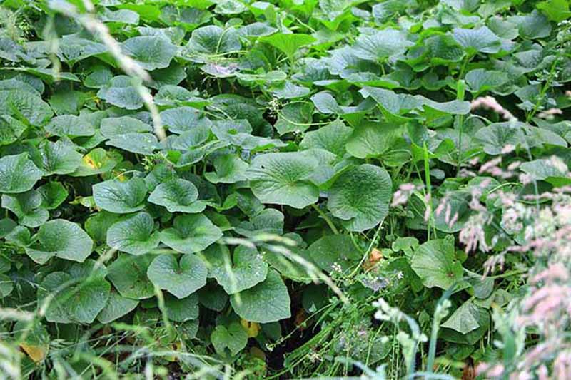 Horizontal image of the green leaves of wasabi plants in a field.