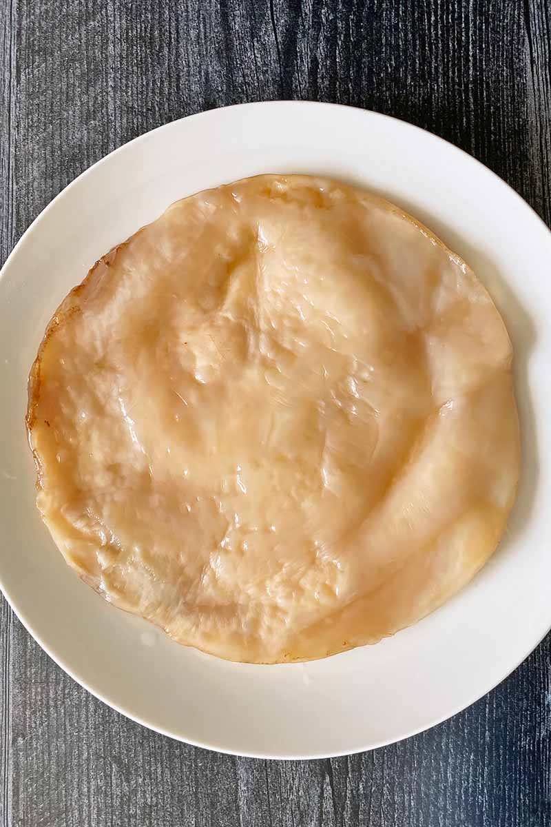 Vertical image of a healthy SCOBY on a white plate.