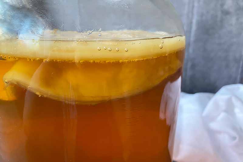Horizontal image of a new SCOBY and an older SCOBY on the bottom, both floating over a light brown liquid in a glass jar.