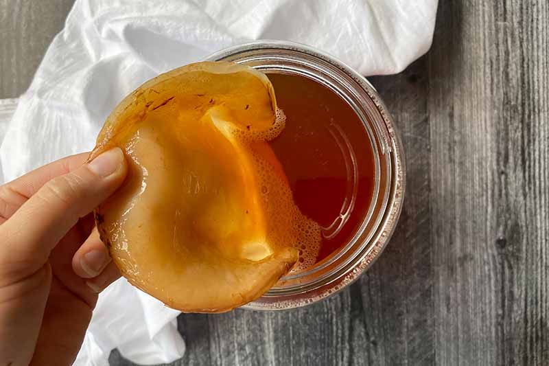 Horizontal image of adding a SCOBY to a jar filled with light brown liquid.