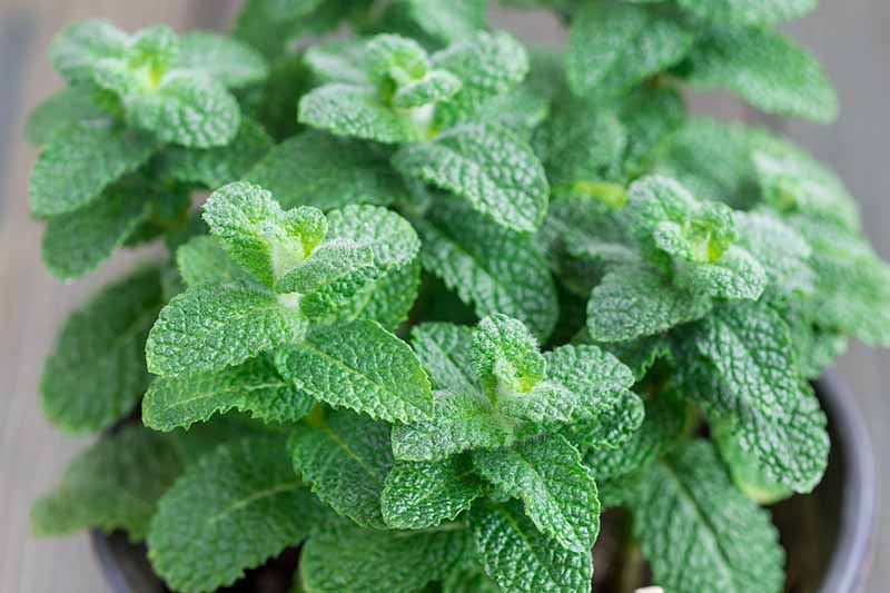 Horizontal image of apple mint growing in a pot.