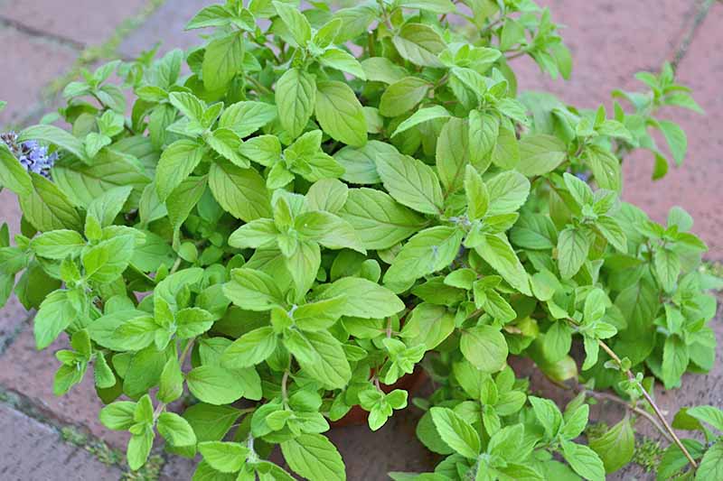 Horizontal image of fresh herbs growing in a pot.