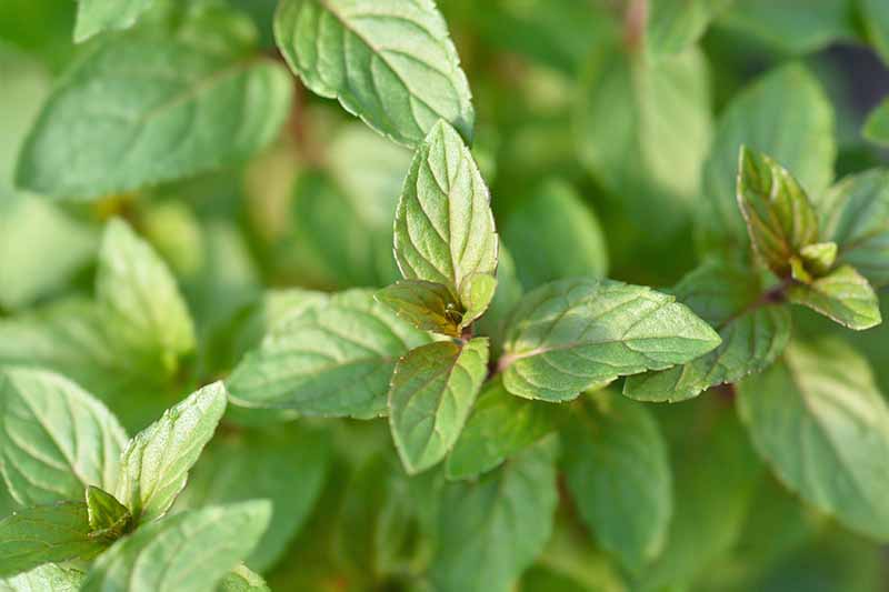 Image of chocolate herb leaves.