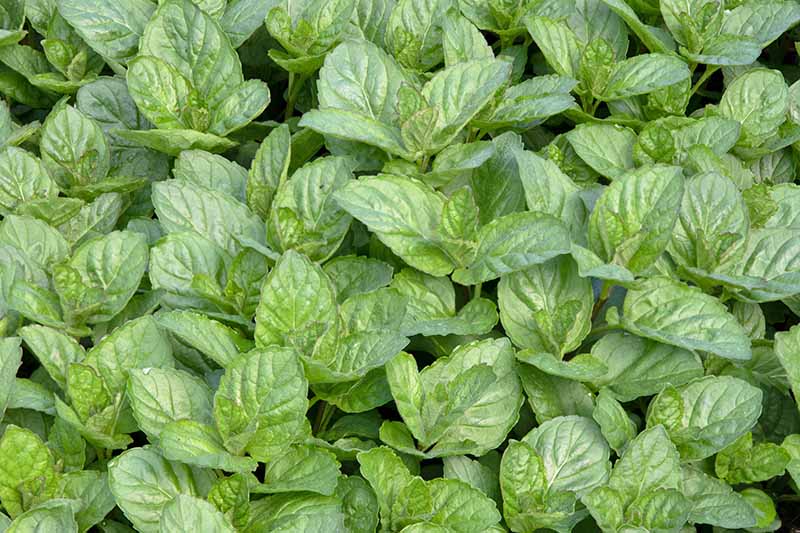 Horizontal image of fresh green herb leaves.